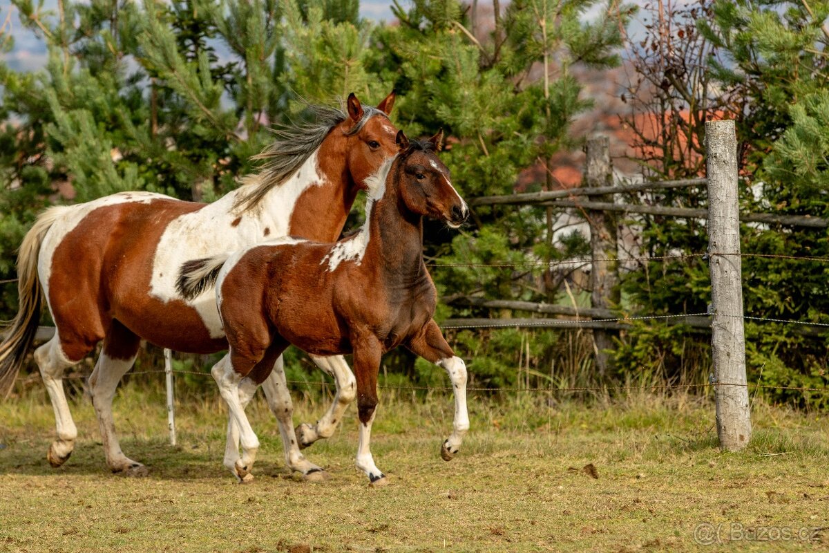 Letošní paint horse klisnička - 18