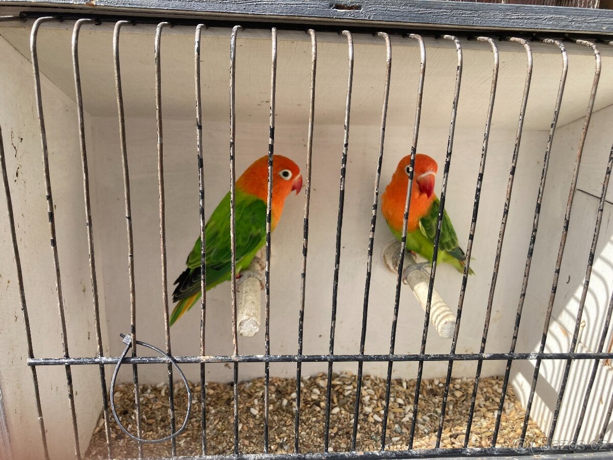 agapornis fischeri - 18