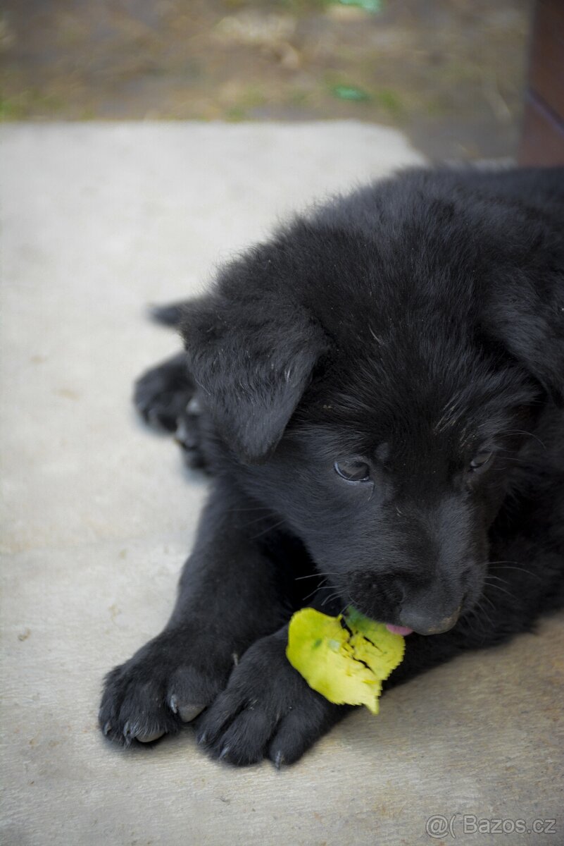 Německý ovčák s PP - 18