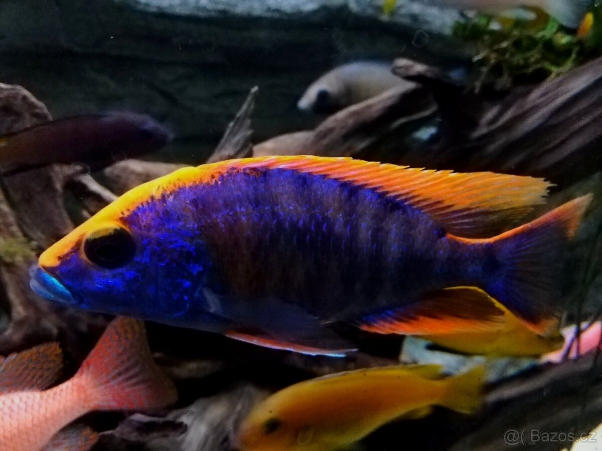 Tlamovci Malawi 30 - 18