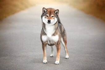 SHIBA štěňata k rezervaci - 18