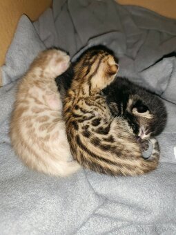 Bengálská kočička s PP - 18