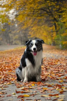 Krycí pes border kolie s PP FCI, nabídka krytí - 18