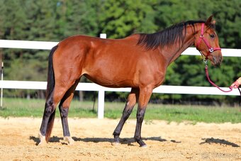 ____Klisna český teplokrevník___ - 18