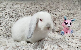 Zakrslý beránek, králíček, králík - MOLLY - 18