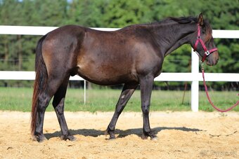 ______Valášek Barock pinto - Frís___ - 18