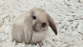 Zakrslý beránek, králíček, králík - REY - 18