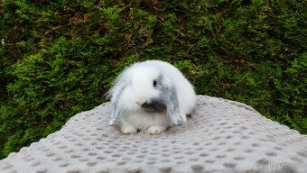 Zakrslý beránek, králíček, králík - MINDY - 18