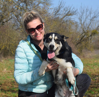Báječný Ares kríženec ovčáka s huskym - 18