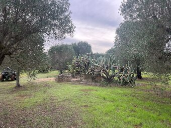 Olivový sad 9100m2 u moře - 18