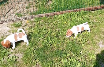 Jack russell terier krásný hnědobílý pejsek - 18