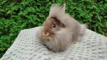 Zakrslýnkrálíček, králík -(lvíček)-NATANIEL - 18