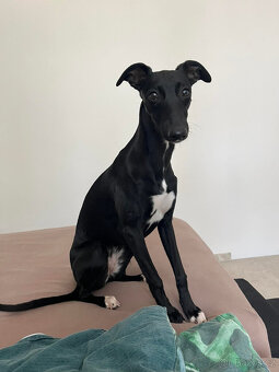 Whippet bez PP po obou rodičích s PP ( FCI). - 18