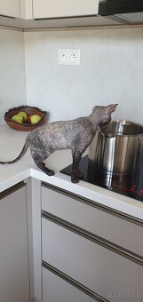 Maciatka cornish rex s PP - 18