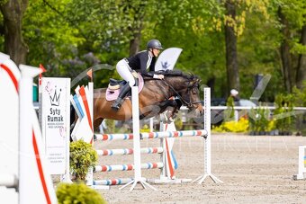 Huculská klisna, hucul, Tobiano, pony, malý kůň - 18