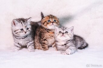 Scottish Fold a Scottish Straight - 18