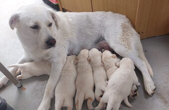 Labradorský retrívr - světlá štěňata bez PP - 18
