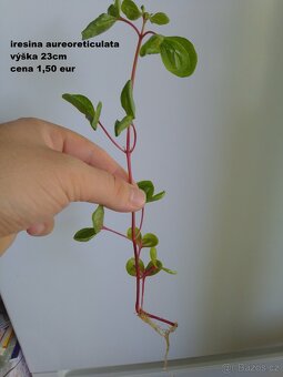 Rastliny predaj - 18