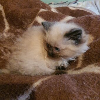 Kocurik ragdoll - 18