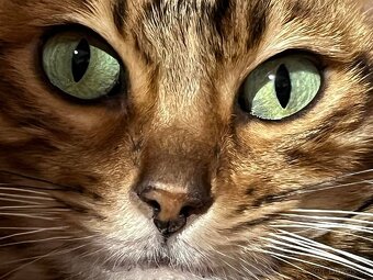 Bengálská kočka - 18