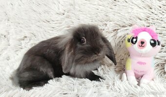 Zakrslý beránek, králíček,králík - MATTY A MENY - 18