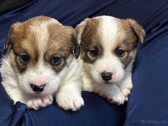 Jack Russell teriér s PP - 18