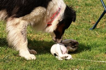Australský ovčák -štěňátka s PP - 18