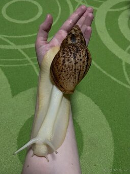 Oblovka síťkovaná (Lissachatina reticulata) 🐌 - 18