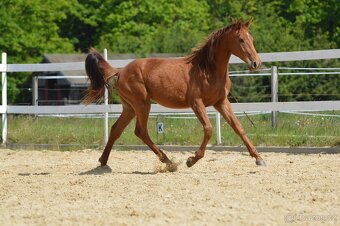 Sportovní klisna KWPN s TOP původem - 18
