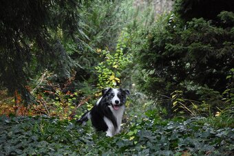 Krycí pes border kolie s PP FCI, nabídka krytí - 18