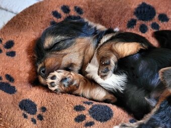 Yorkšírský teriér krytí, připuštění - 18