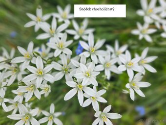 Přebytky ze zahrady - 18