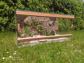 gekončík noční, terárium - 18