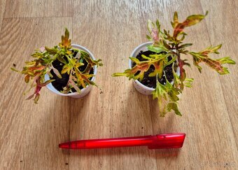 AFRICKÉ OKRASNÉ KOPŘIVY COLEUS - rostlinky - 18