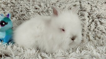 Zakrslý králíček, králík-(TEDDY)-HERBERT A HEIDY - 18