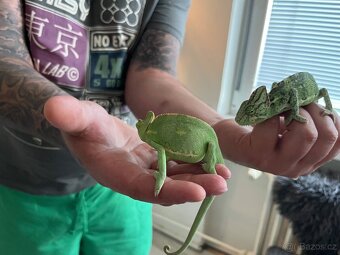 Chameleon jemenský - 18