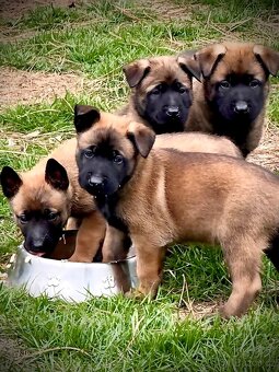BELGICKÝ OVČÁK MALINOIS - ŠTĚŇATA - 18