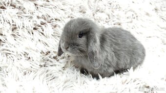 Zakrslý beránek, králíček, králík - KVIDO - 18