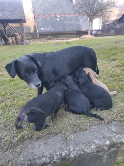 Prodej  štěňat - 18