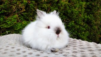 Zakrslý králík, králíček (TEDDY)- ONDŘEJ A OTA - 18