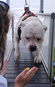 Krytí American Bully standard - 18