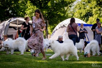 Samojed s PP - psík - 18