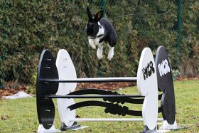 Předvedení králičího hopu - 18