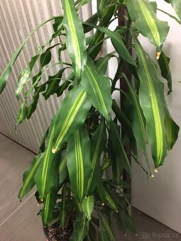 POKOJOVE KVETINY - 18