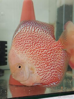 Discus - Terčovec - 18