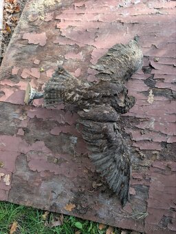 Vycpaniny trofeje - 18