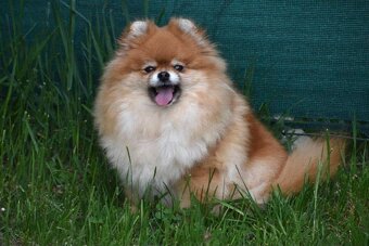 Pomeranian - 18