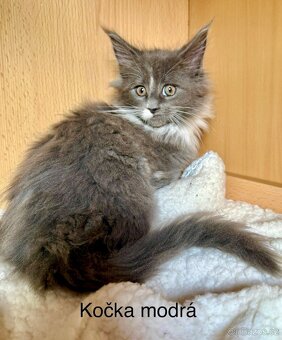 Mainská mývalí koťata - MCO - 18