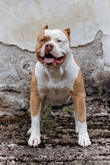 American bully - krytí - 18