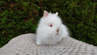 Zakrslý králík, králíček -(TEDDY)-ONŘEJ A OTA - 18